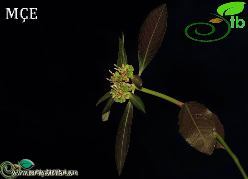 Amanos dağları-Osmaniye