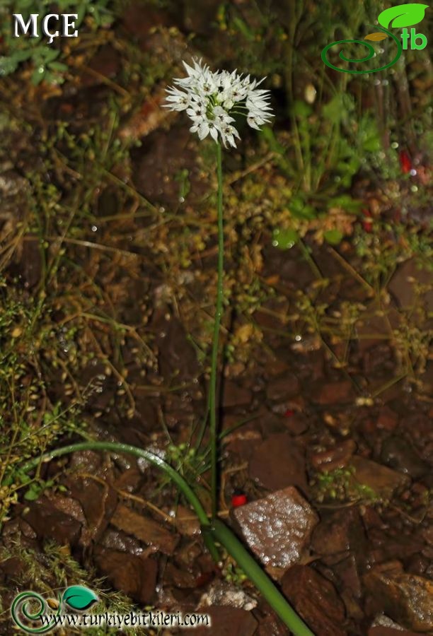 Osmaniye