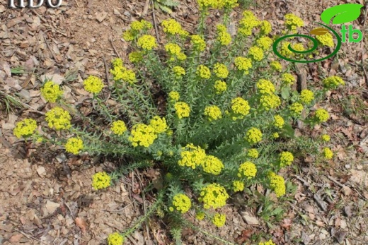 subsp. niciciana-Kocaeli