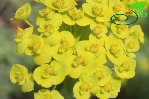 subsp. niciciana-Kocaeli