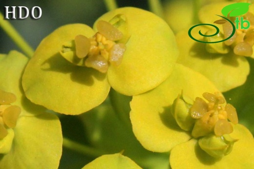 subsp. niciciana-Kocaeli