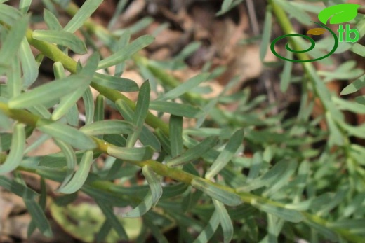 subsp. niciciana-Kocaeli