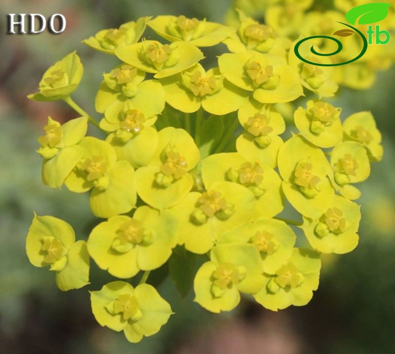 subsp. niciciana-Kocaeli