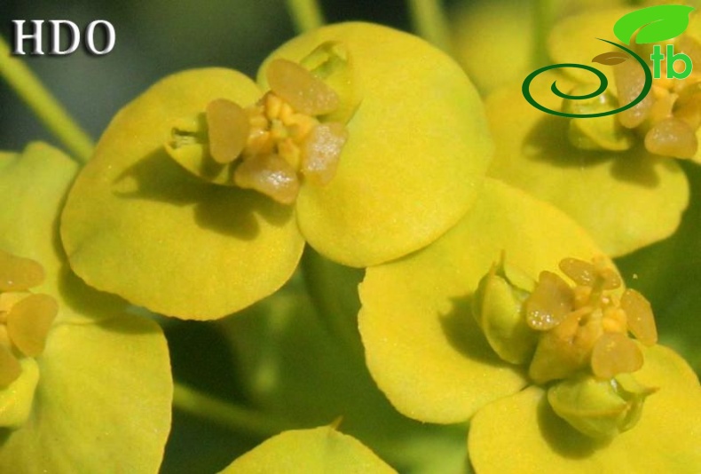 subsp. niciciana-Kocaeli