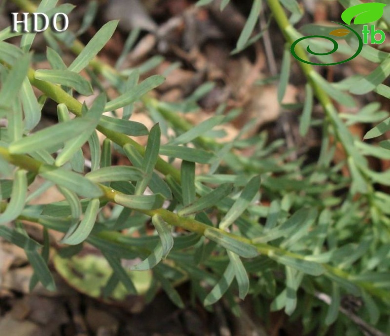 subsp. niciciana-Kocaeli