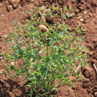 var kharputensis-Mardin