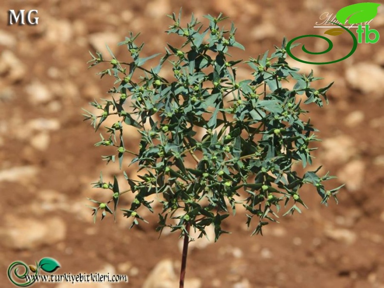 var kharputensis-Mardin