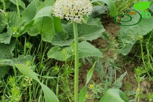 Muş