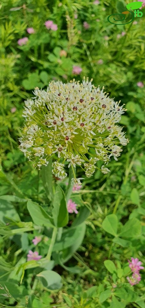 Muş