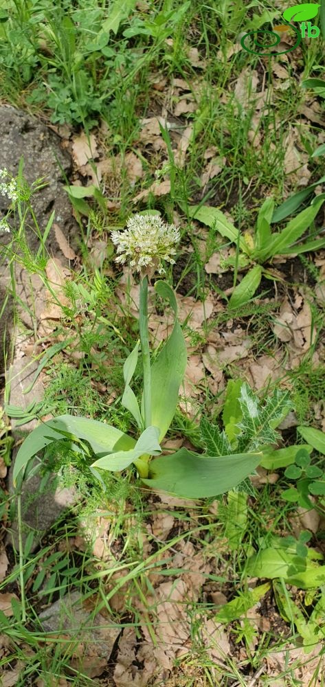 Muş