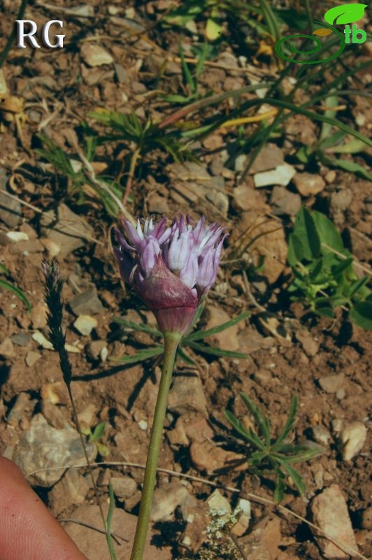 Kaş-Antalya