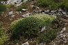subsp. angustifolius- İzmir