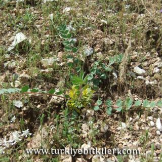 ssp anatolicus-İzmir