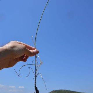 Ula-Muğla