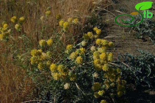 subsp. macrocephalus- Ankara