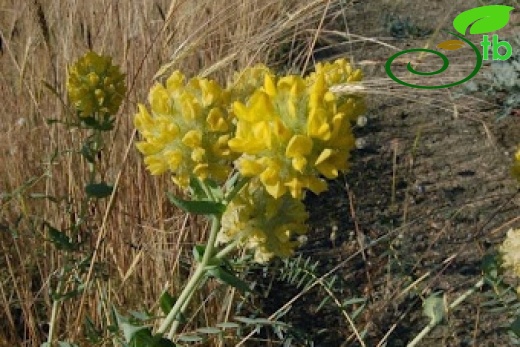 subsp. macrocephalus- Ankara