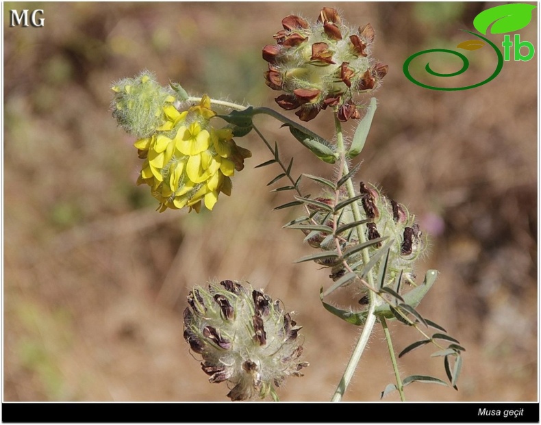subsp. cucullaris-Mardin