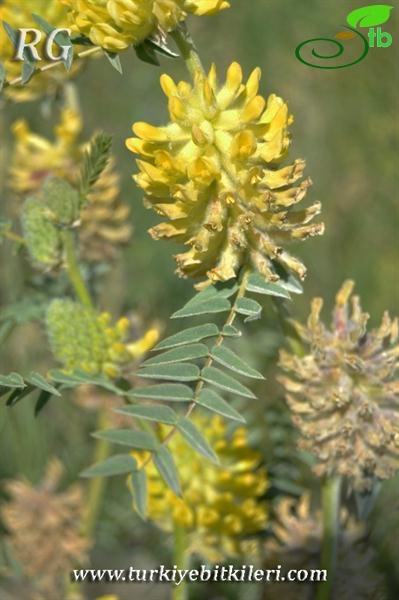 ssp stachyophorus-Çaldıran-Van