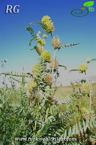 ssp stachyophorus-Çaldıran-Van