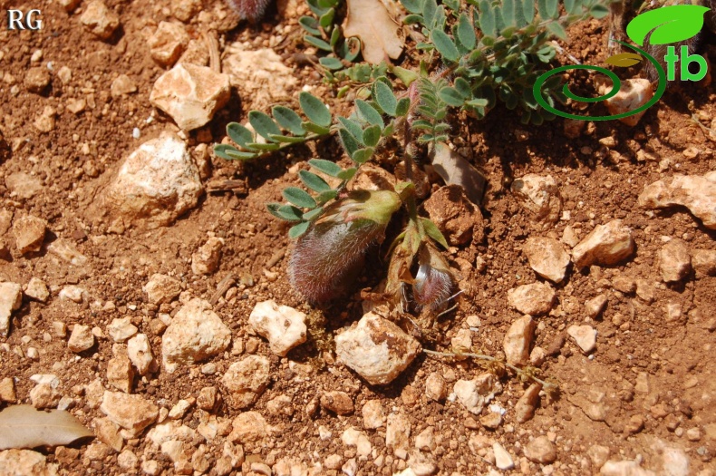 ssp suberosus-Kırobası-Silifke