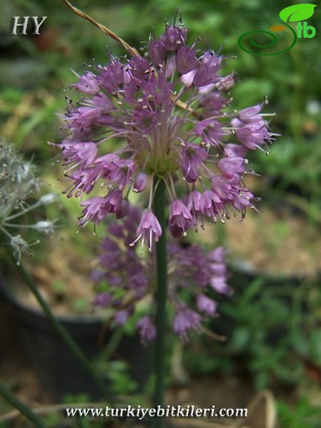 Uludağ-Bursa