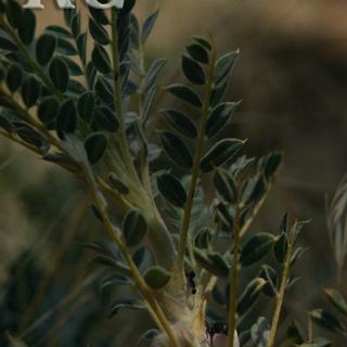 var. tmoleus-Bozdağ-İzmir