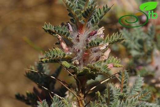 var. tmoleus-Bozdağ-İzmir