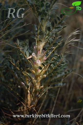 var. tmoleus-Bozdağ-İzmir