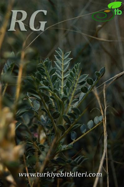 var. tmoleus-Bozdağ-İzmir