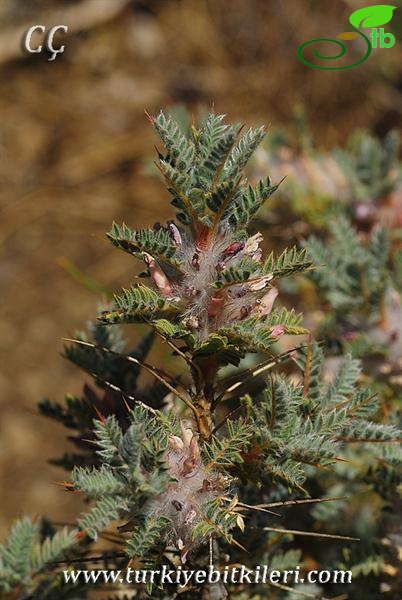 var. tmoleus-Bozdağ-İzmir