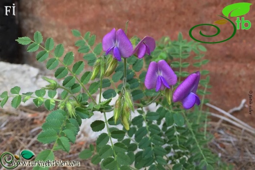 var. floribundum-Mersin