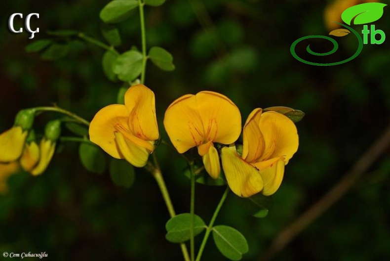 subsp. davisiana