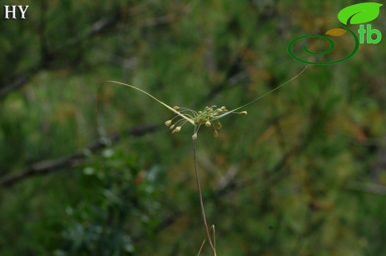 subsp. paniculatum- İzmir