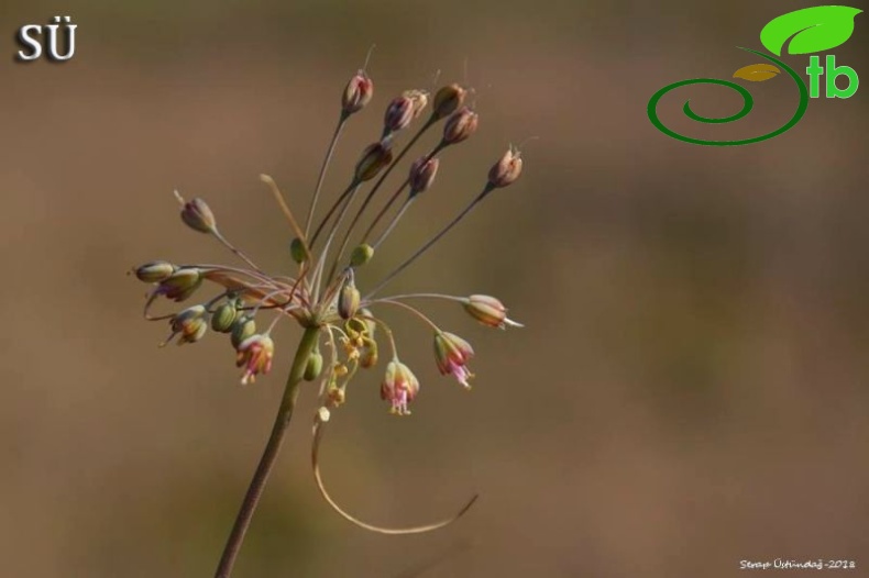 Ssp paniculatum-Tunceli