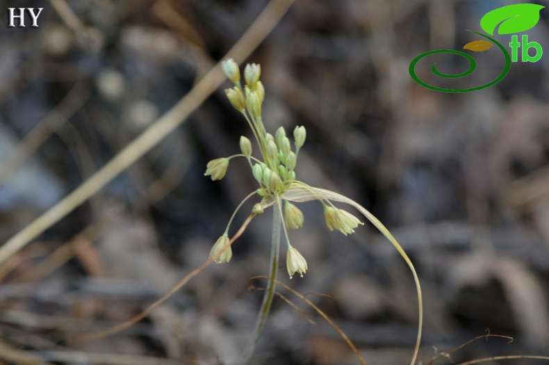 subsp. paniculatum- İzmir