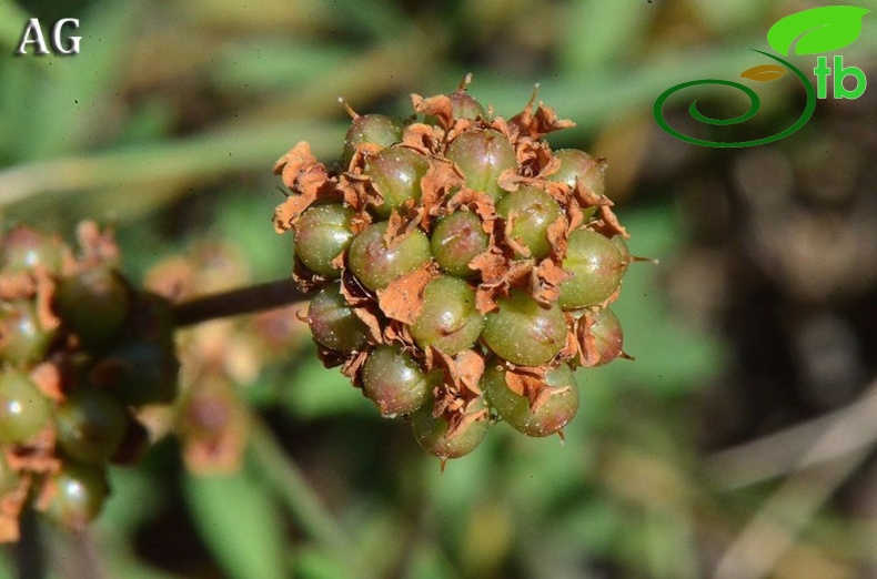 subsp. herbaceum-Samsun