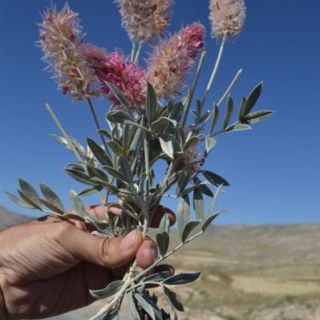 Kemah-Erzincan