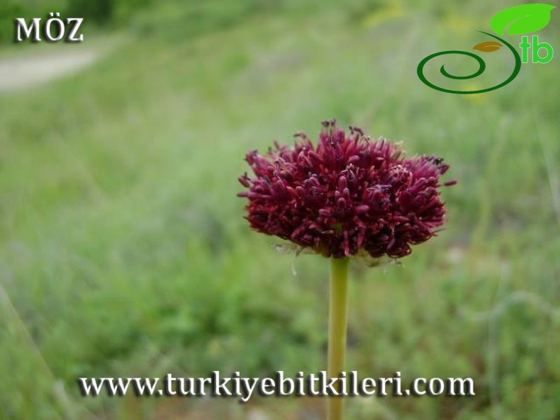 Tunceli