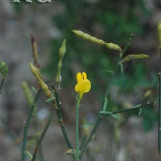 ssp lydia-Bozdag_Izmir 