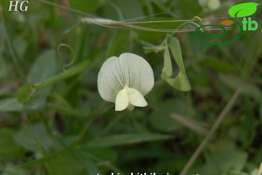 var. pseudoaphaca