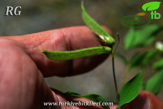 ssp laxiflorus-Yusufeli-Artvin