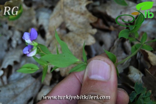 ssp laxiflorus-Yusufeli-Artvin