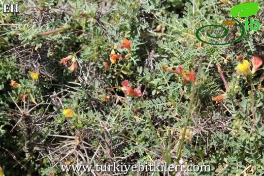 var alpinus-Sandras dağı