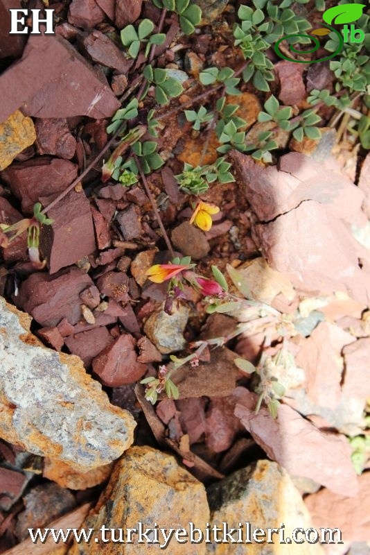 var alpinus-Sandras dağı