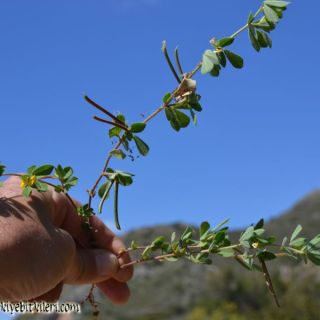 Datça-Muğla
