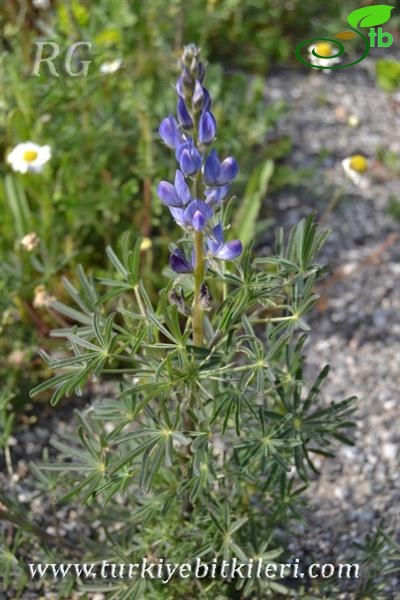 ssp angustifolius