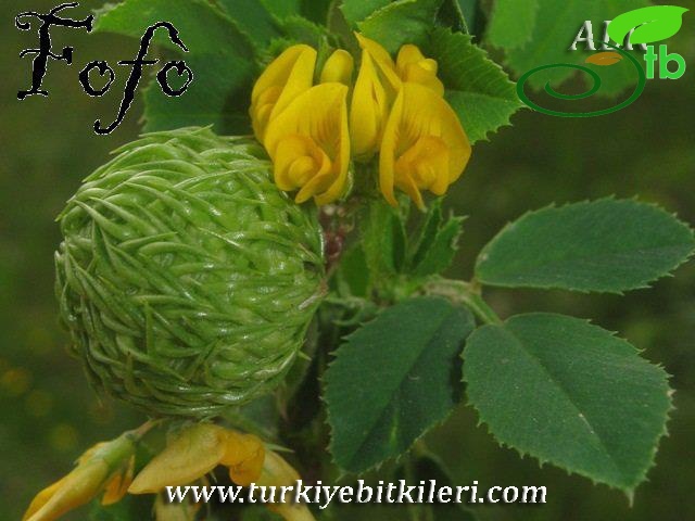 İtalya