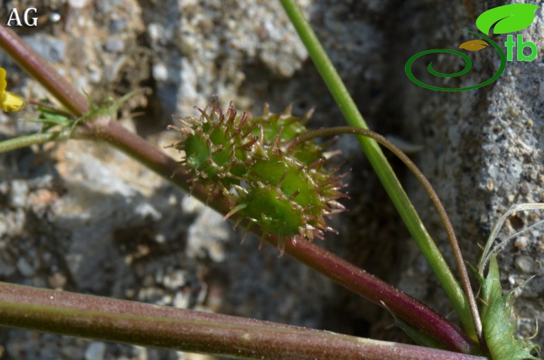 var. vulgaris- İzmir