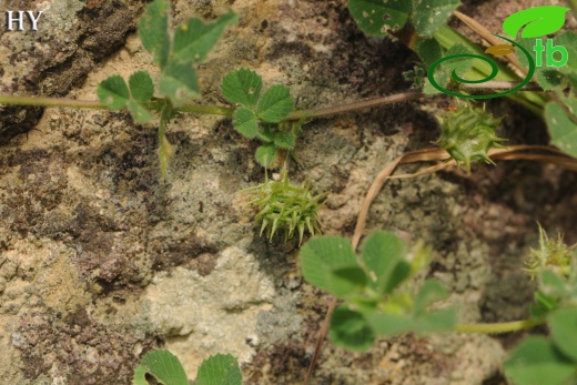 var. rigidula- İzmir