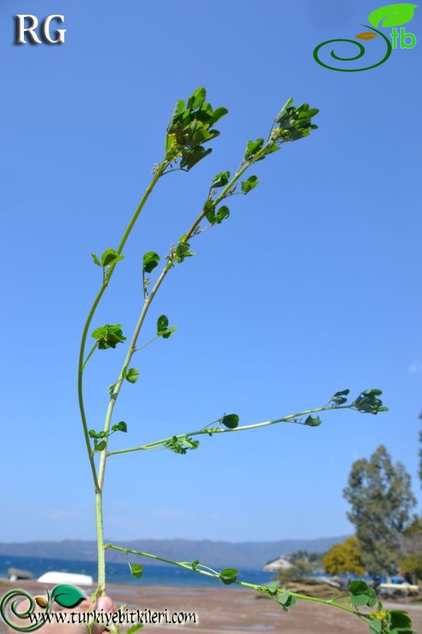 Marmaris-Muğla